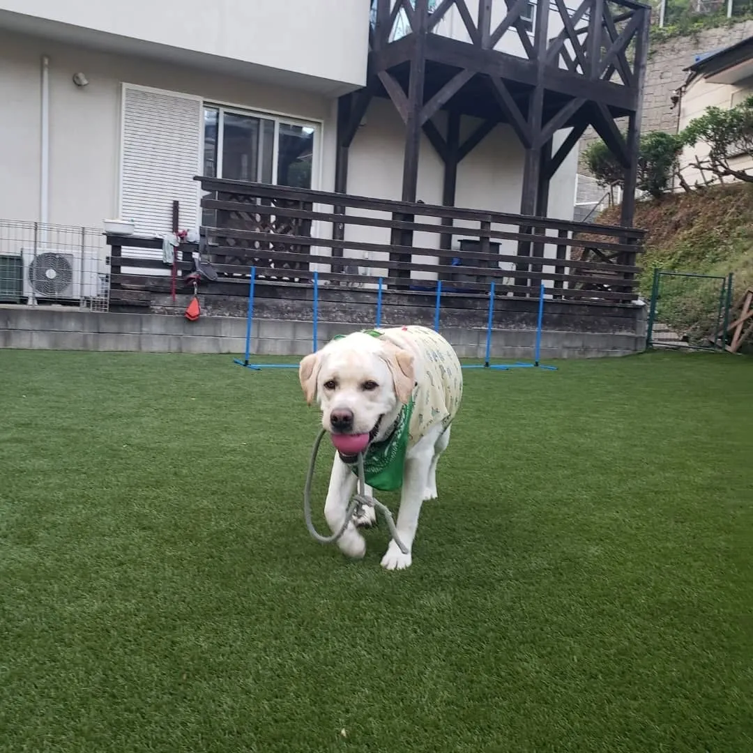 夕方いつも通り遊ぶロデイとまーちゃん♥️