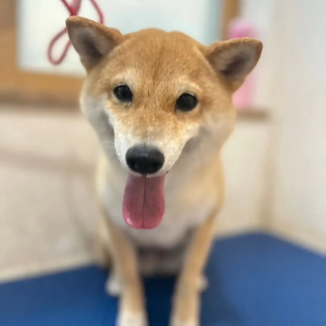 毎月のお手入れにきている愛之助君とイックンとルーク君♥️