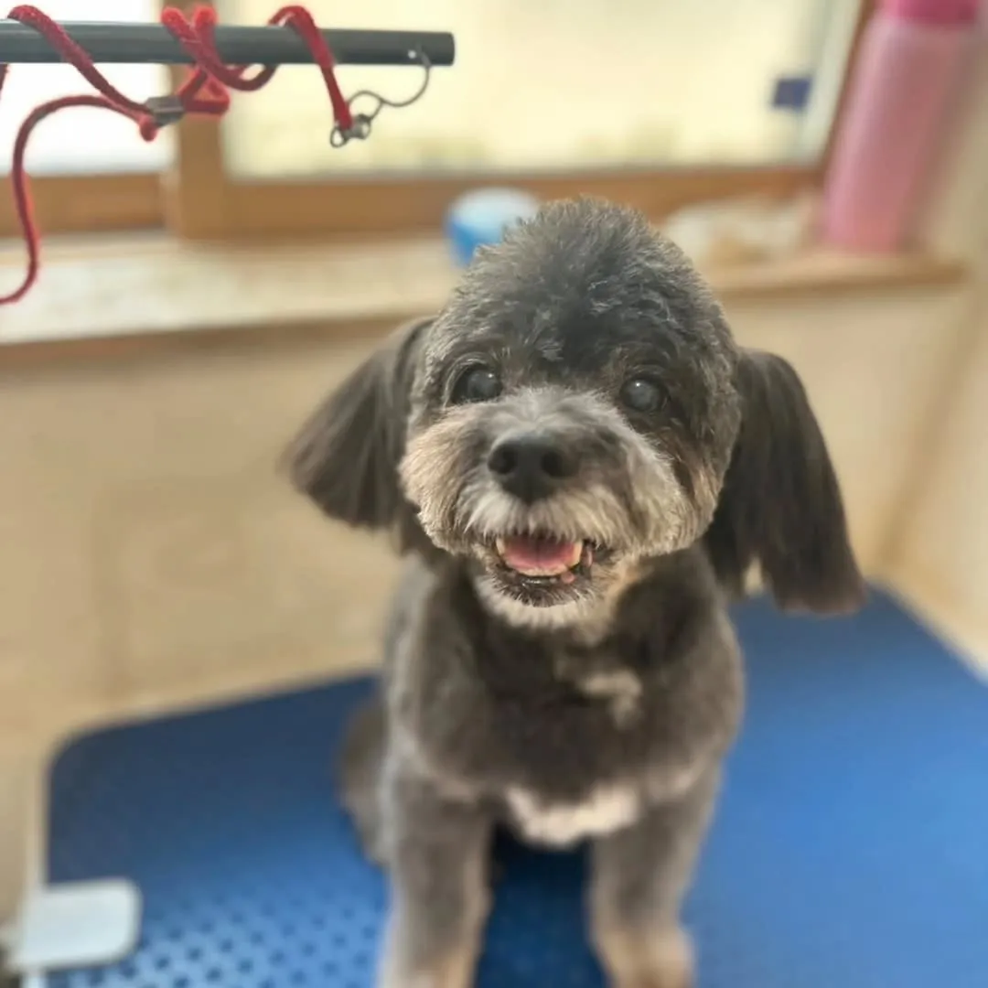 毎月のお手入れにきている愛之助君とイックンとルーク君♥️