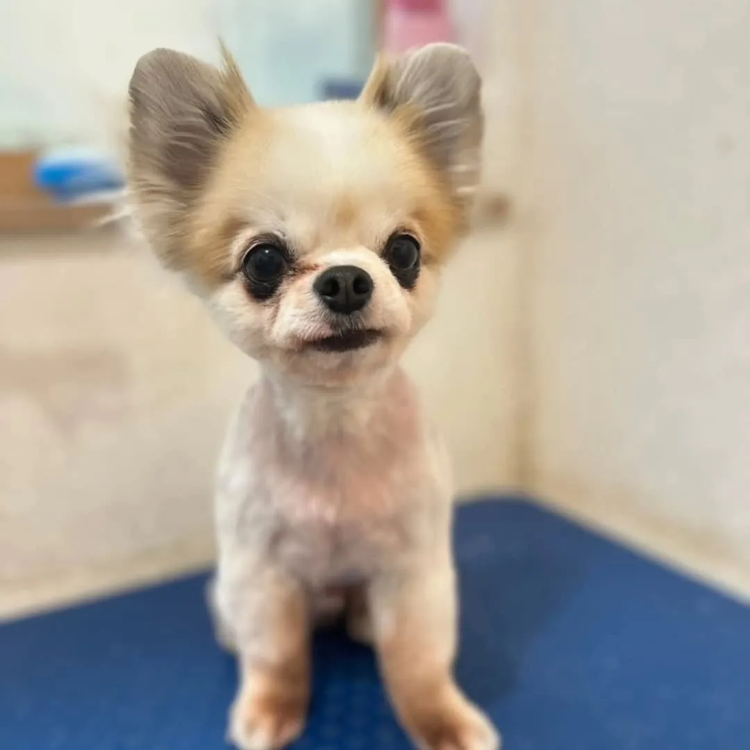 毎月のお手入れにきている愛之助君とイックンとルーク君♥️