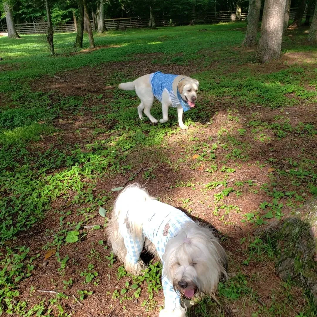 引き続き山中湖のwoofにて。
