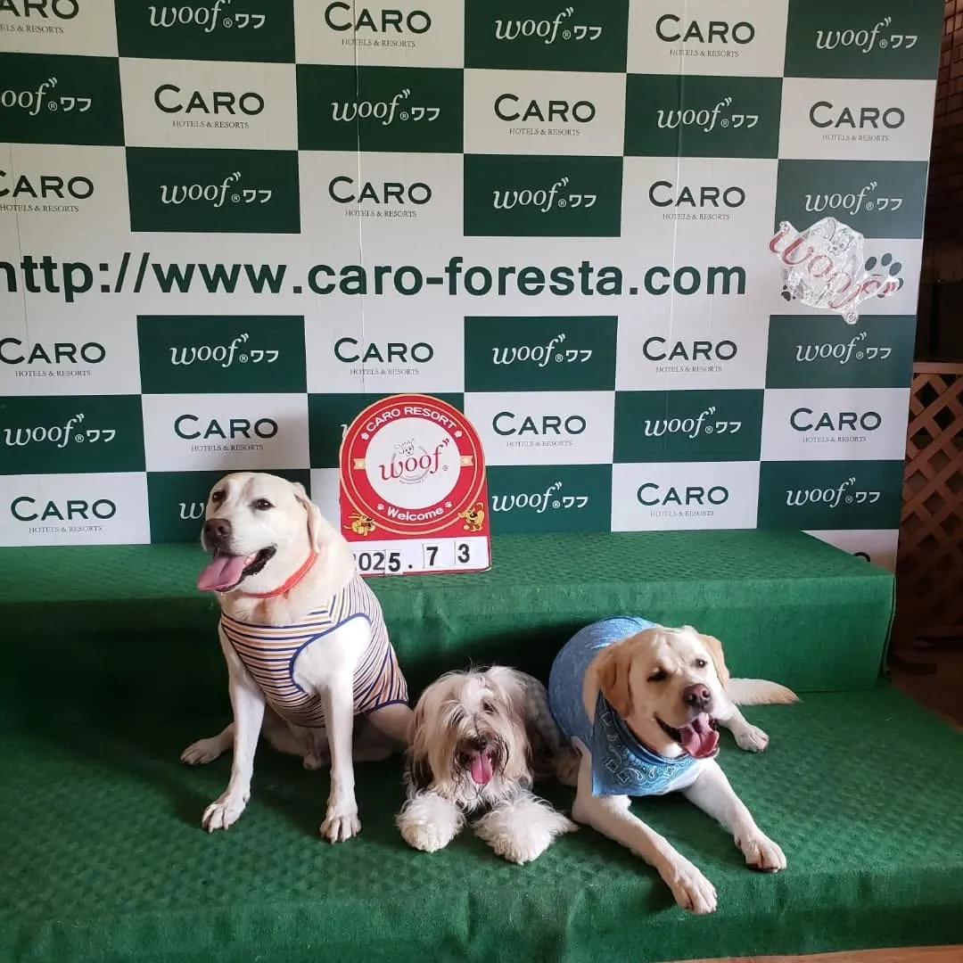 引き続き山中湖のwoofにて。