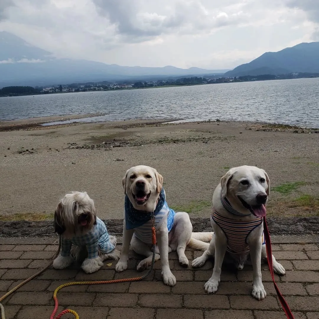 引き続き山中湖のwoofにて。