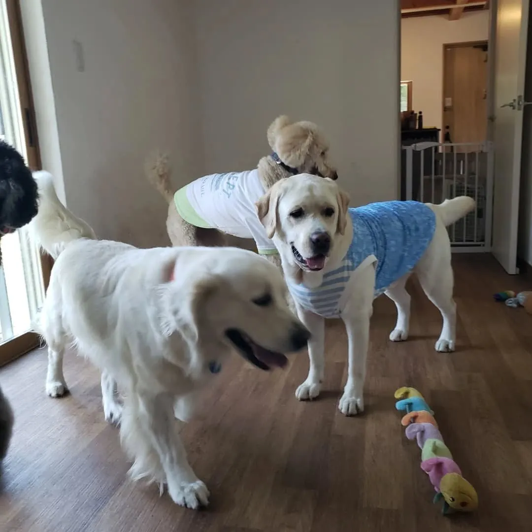 毎日暑い日が続いています。