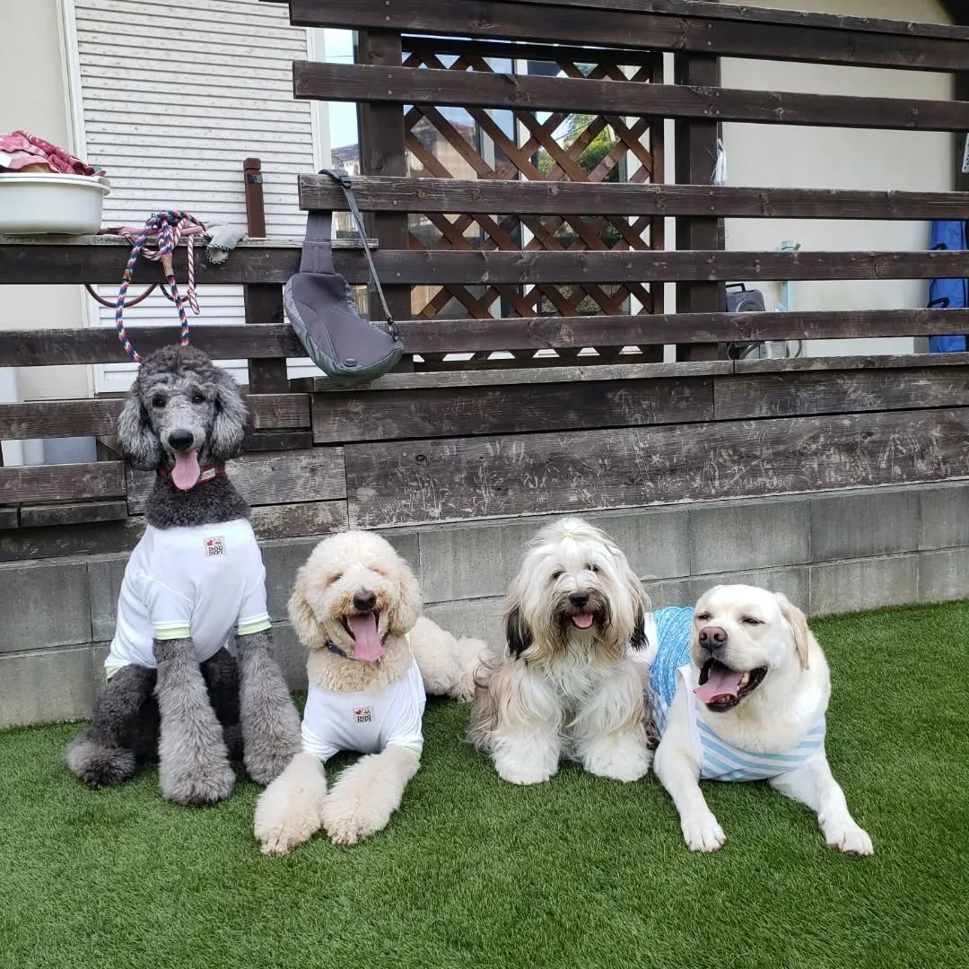 夕方はランで遊ぶわんこさん♥️