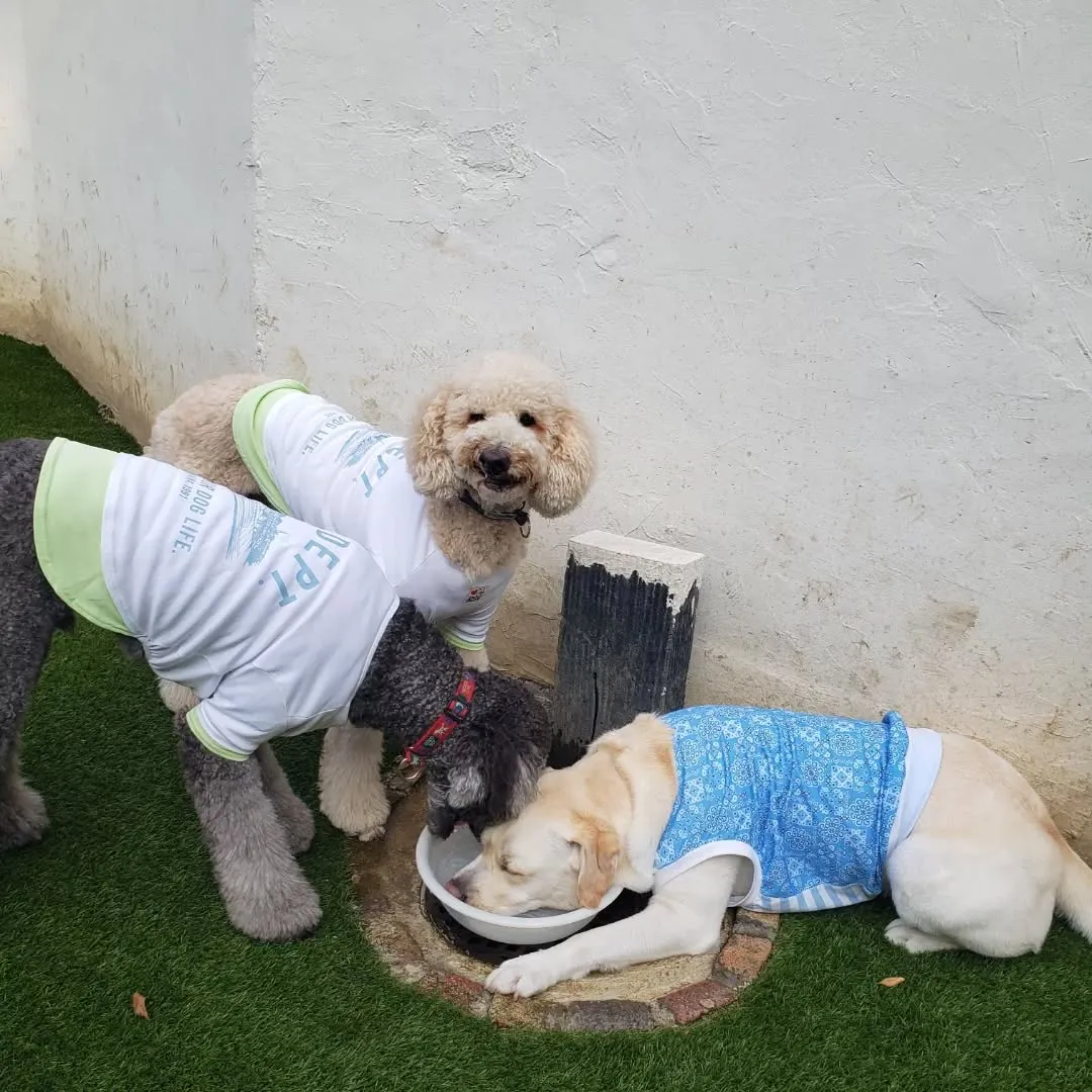 夕方はランで遊ぶわんこさん♥️