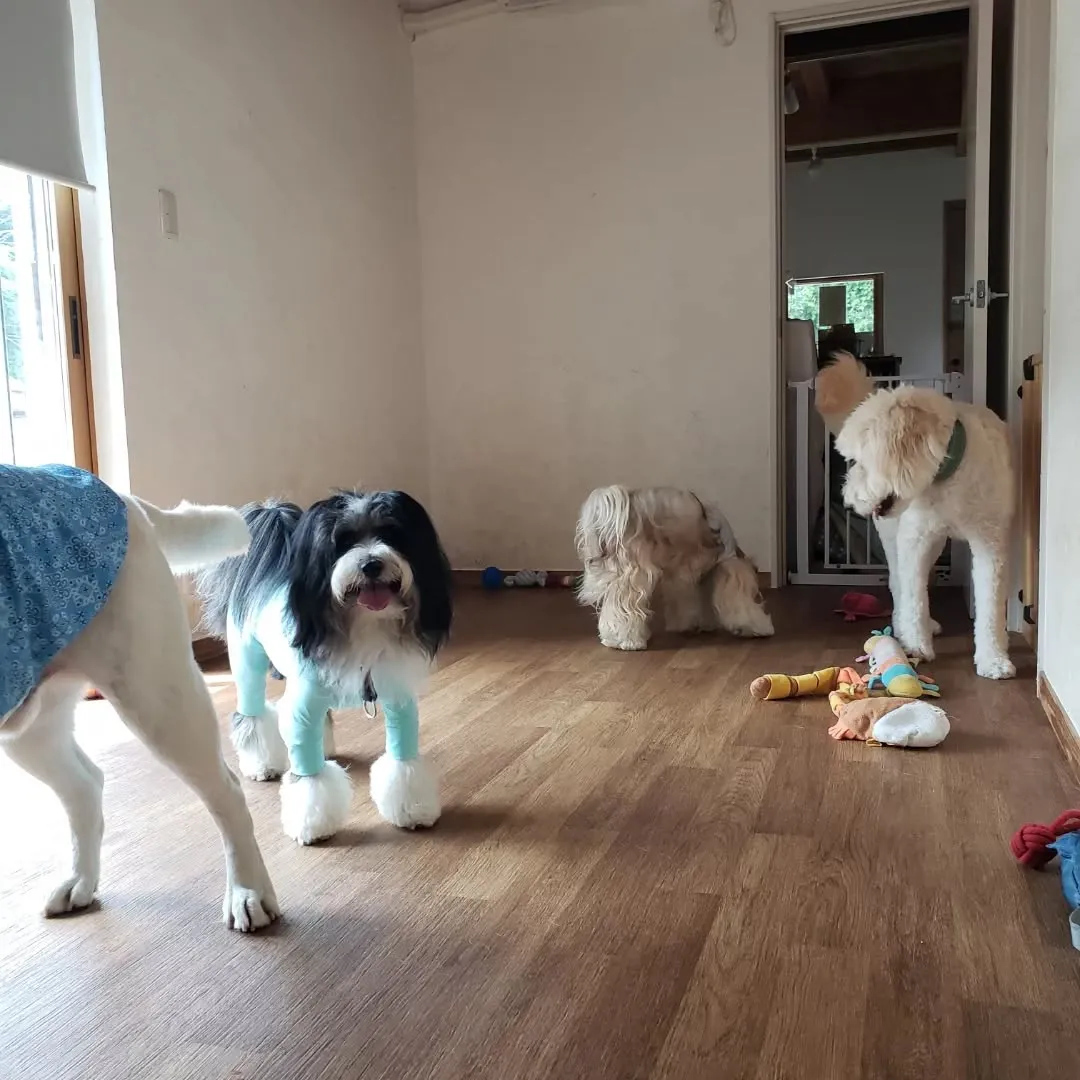 暑いので午前中はお部屋で遊ぶわんこさん♥️