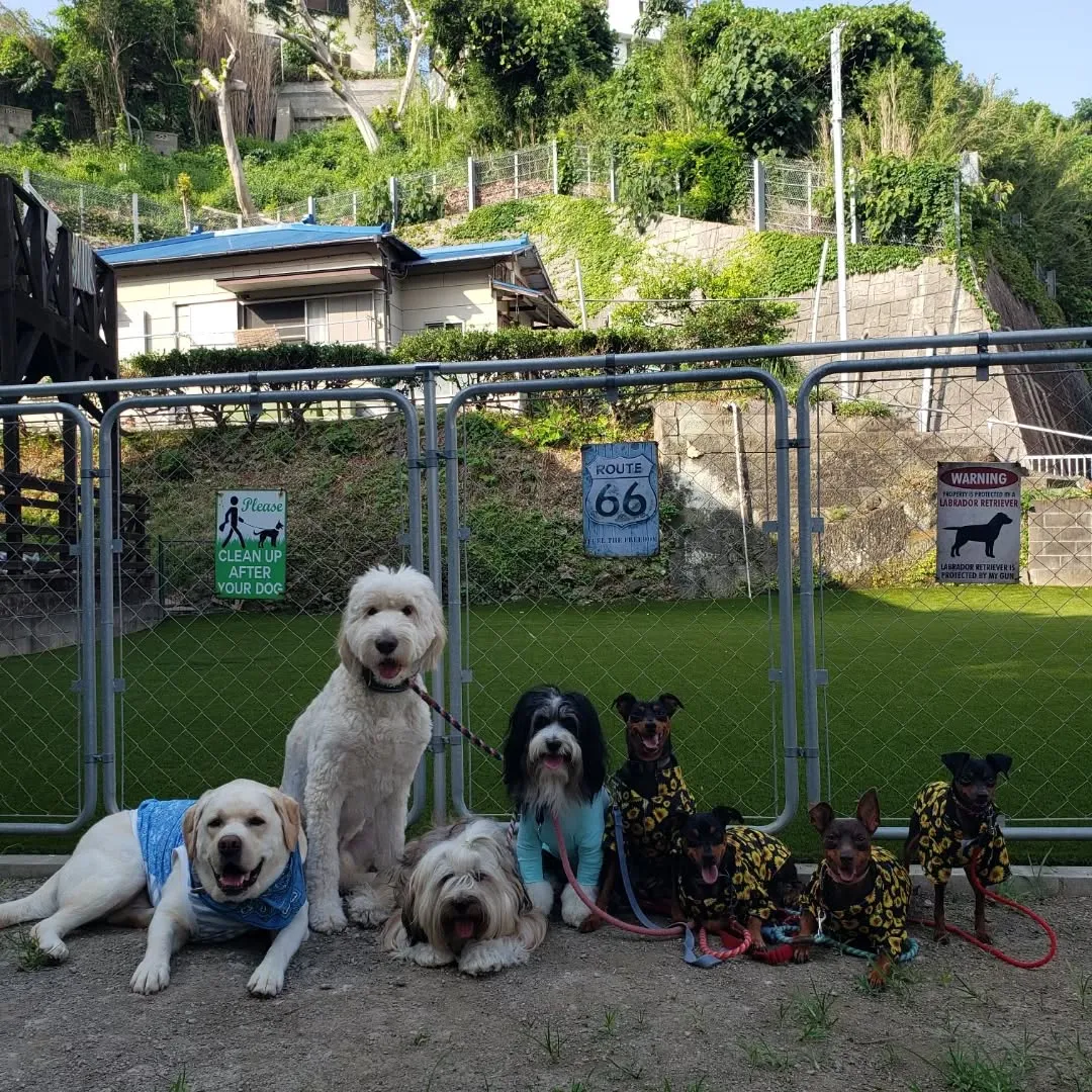 夕方になってランが影になったので帰る前にひと遊び🎵