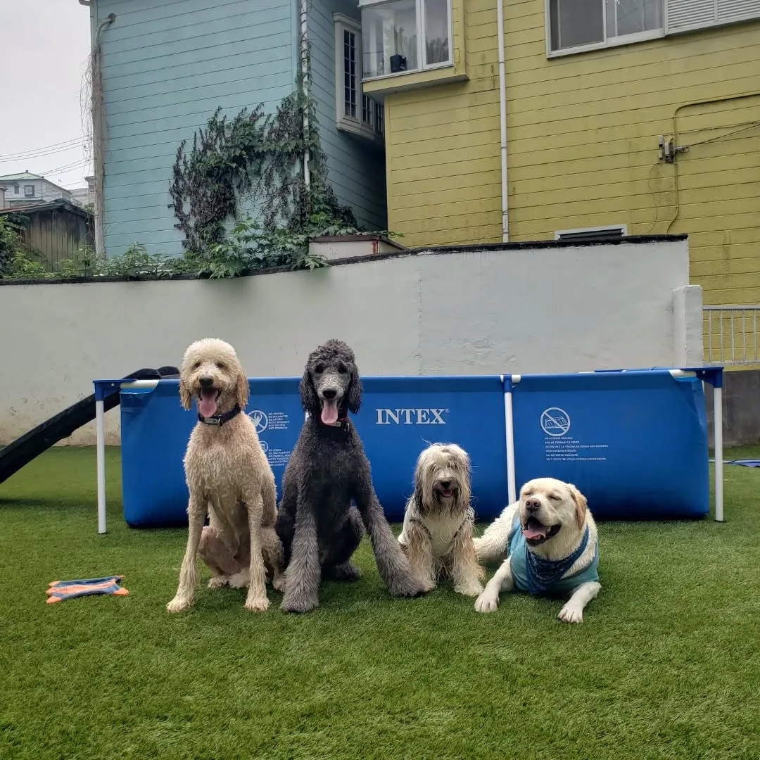 プール始めました🎵