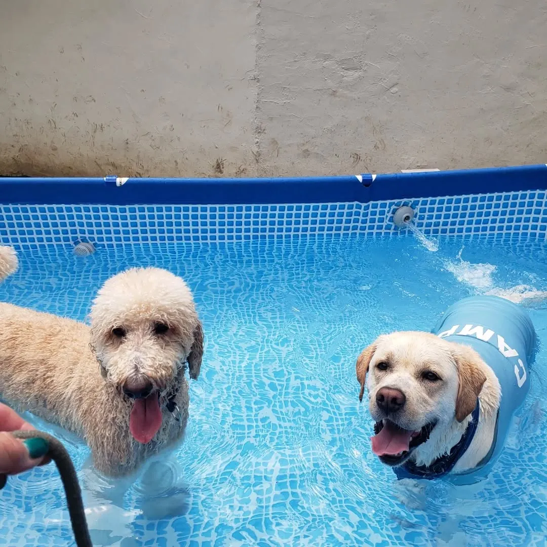 プール始めました🎵