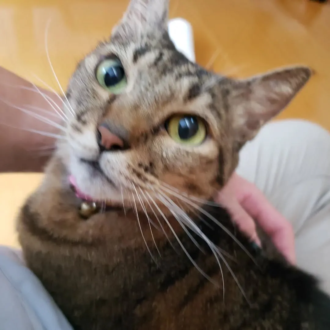 猫ちゃんのお世話に行ってきました🎵