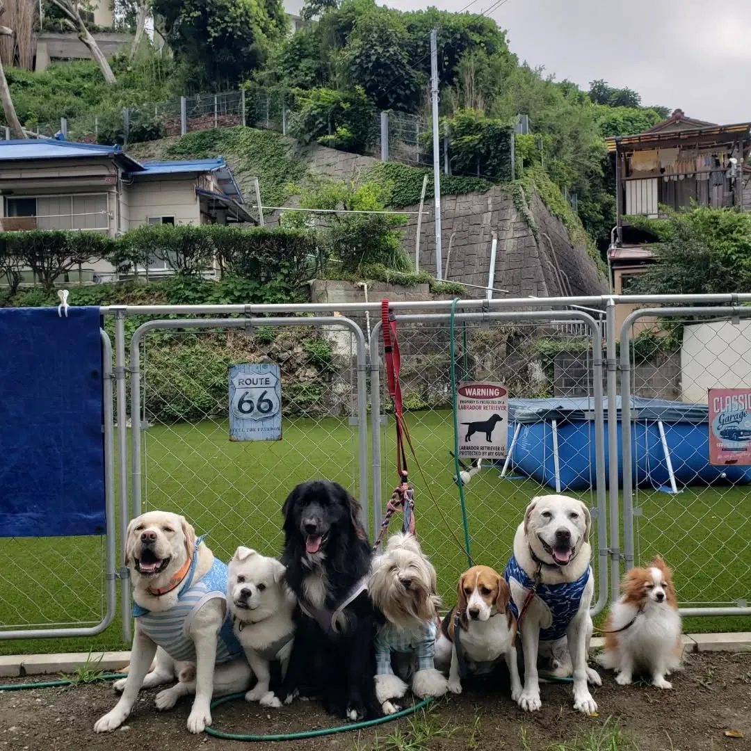 いつもよりいくらか涼しいので久しぶりにお散歩へ行けました🎵
