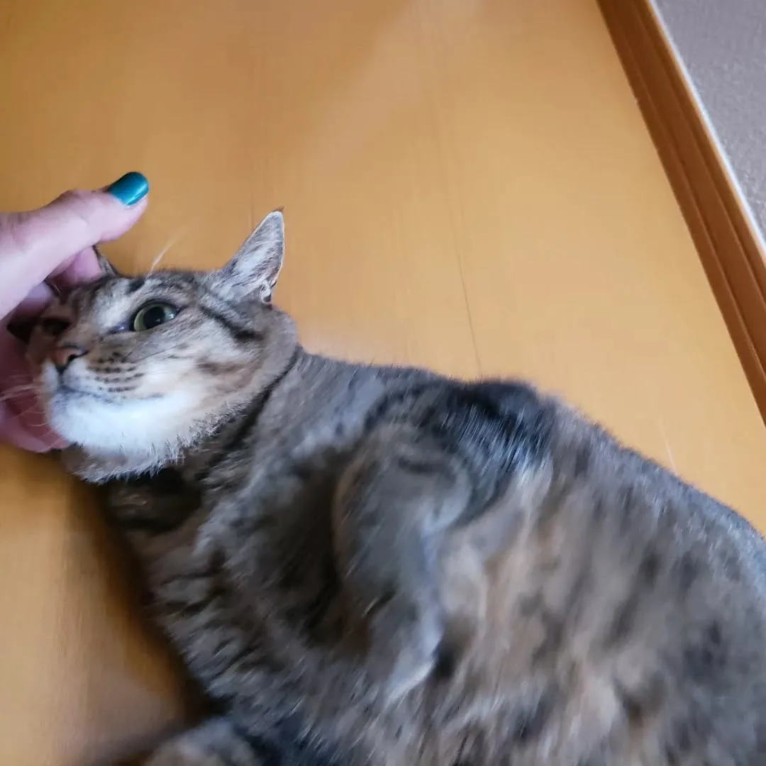 お世話に行ったアルト君♥️