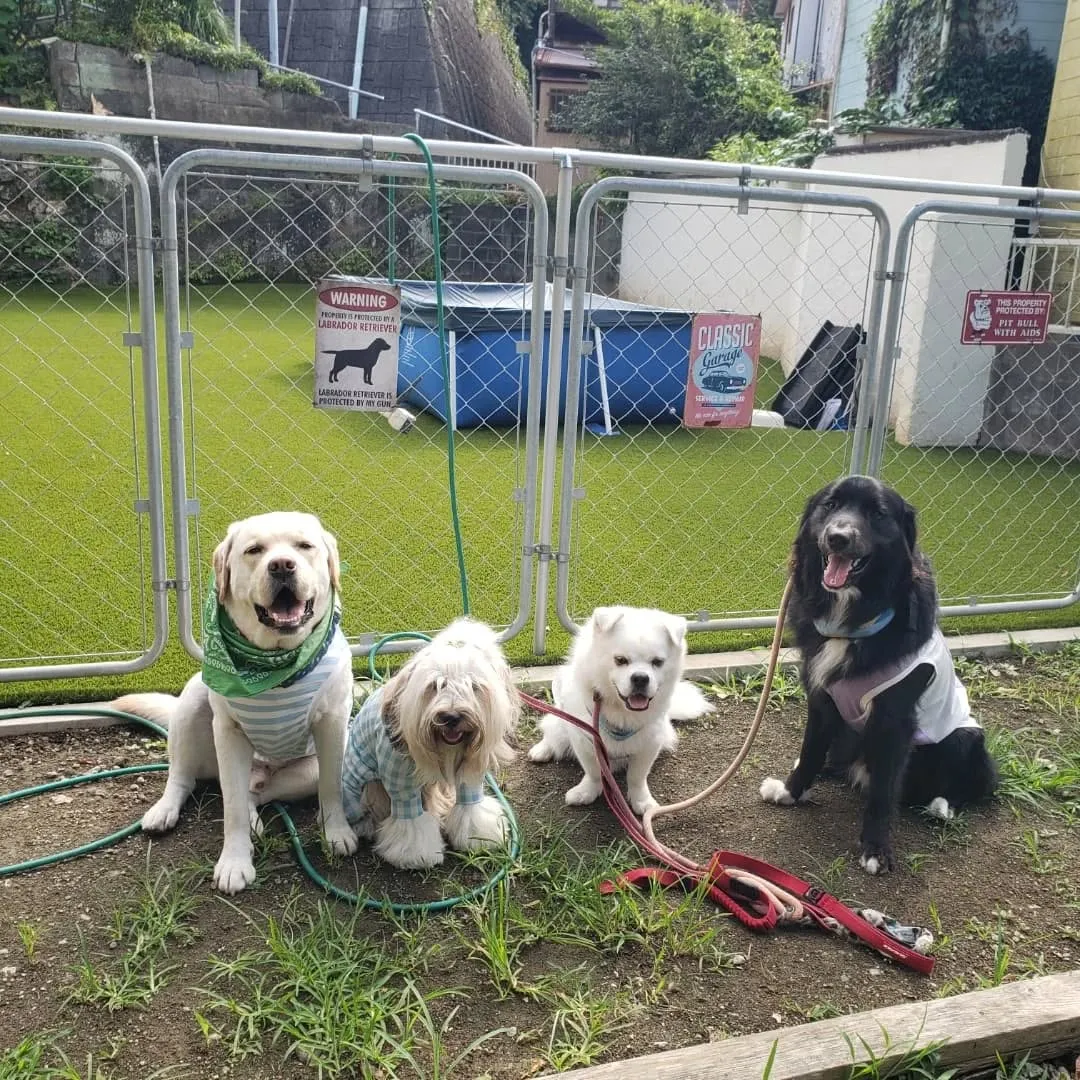 朝から元気に遊ぶわんこさん♥️