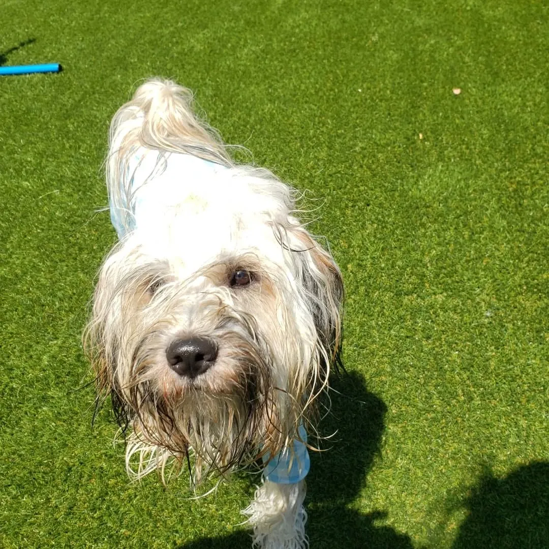 朝から元気に遊ぶわんこさん♥️