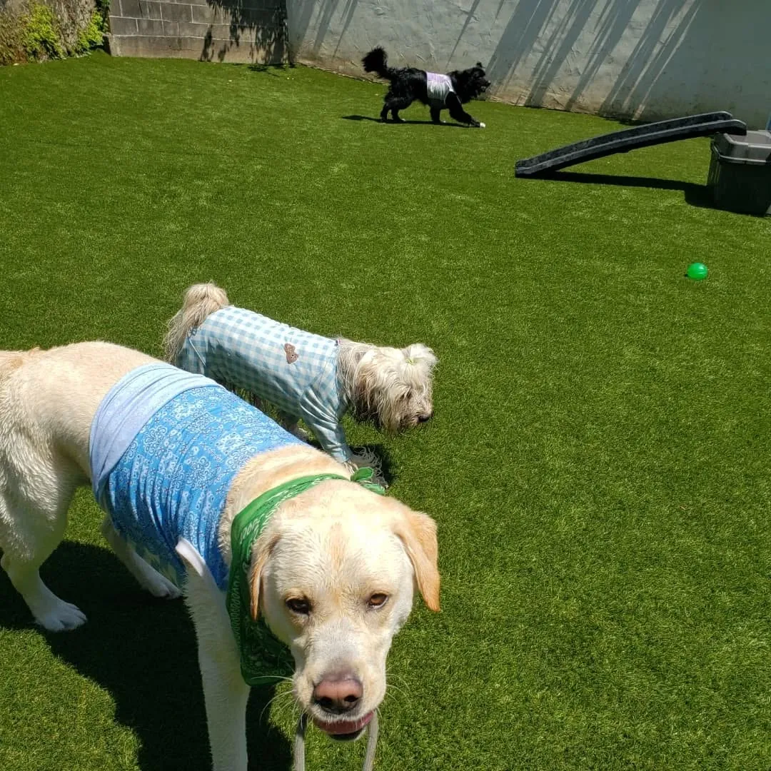 朝から元気に遊ぶわんこさん♥️