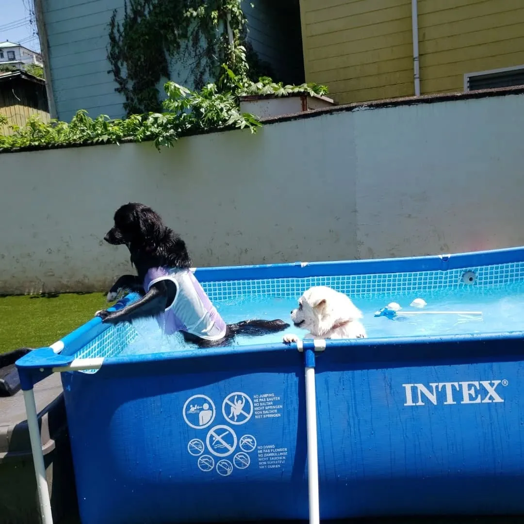 朝から元気に遊ぶわんこさん♥️