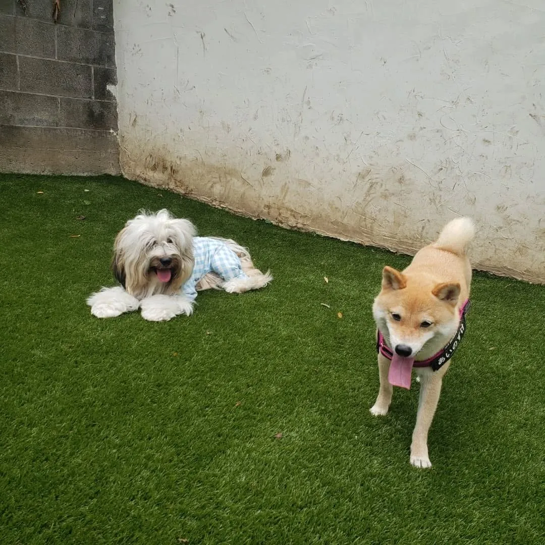 朝はいつもより少し涼しくなったのでランで遊びました🎵