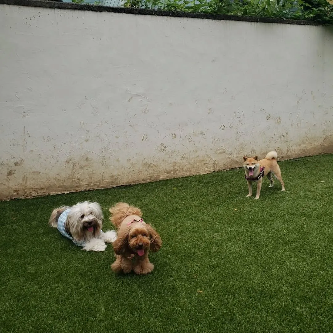 朝はいつもより少し涼しくなったのでランで遊びました🎵