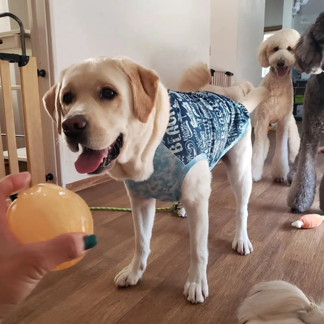 午前中はお部屋でおもちゃ遊び🎵