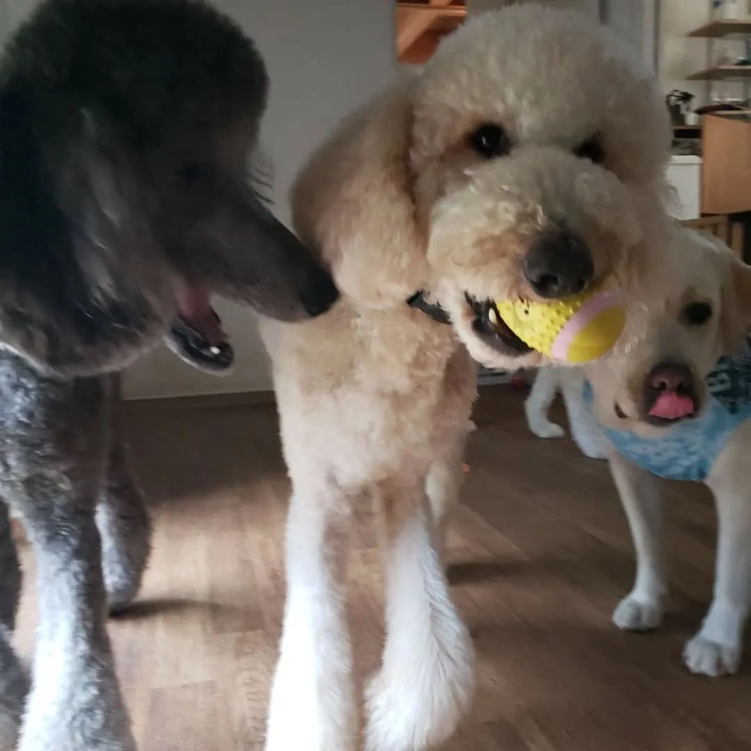 午前中はお部屋でおもちゃ遊び🎵