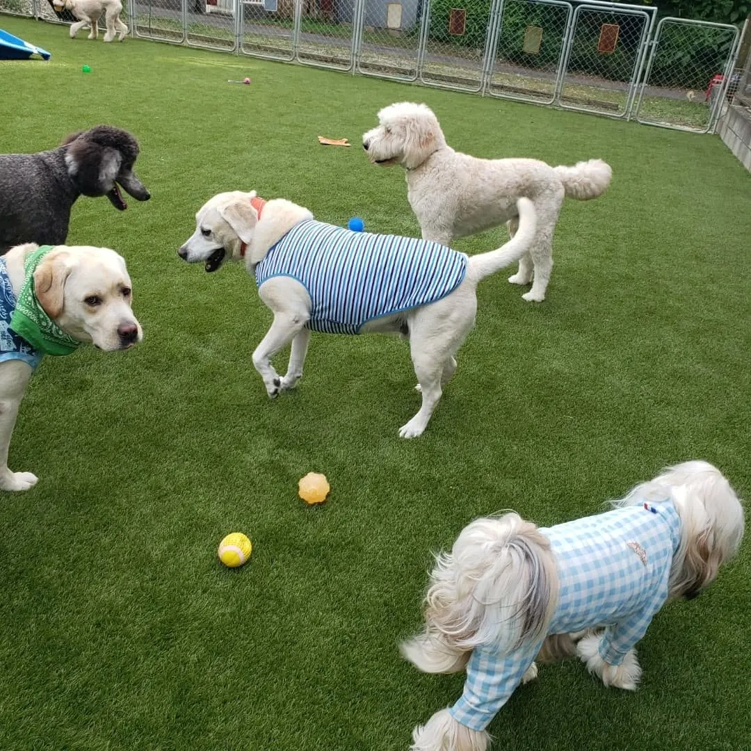 お部屋遊びだけでは物足りないわんぱく男子♥️