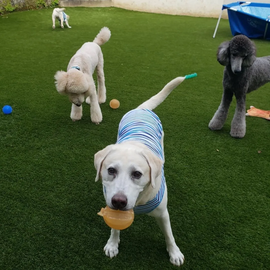 お部屋遊びだけでは物足りないわんぱく男子♥️