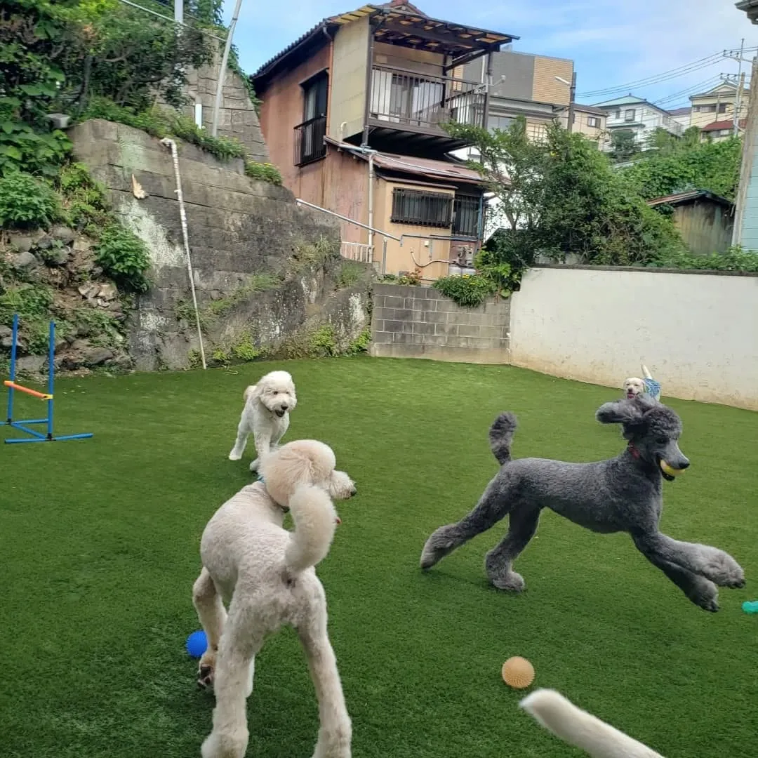 お部屋遊びだけでは物足りないわんぱく男子♥️