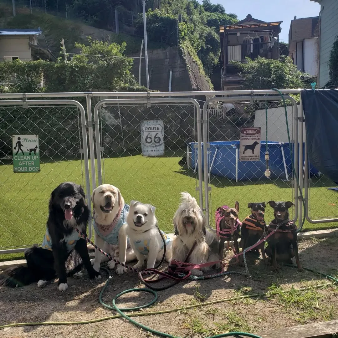 朝から暑いのでプール入ったり、お水かぶったりしながら楽しく遊...