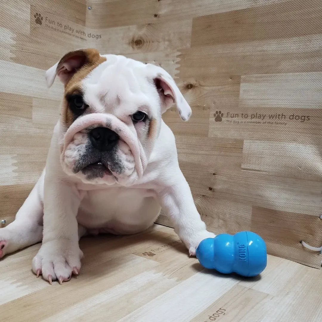 可愛いブルドッグのパピーのロッキー君♥️