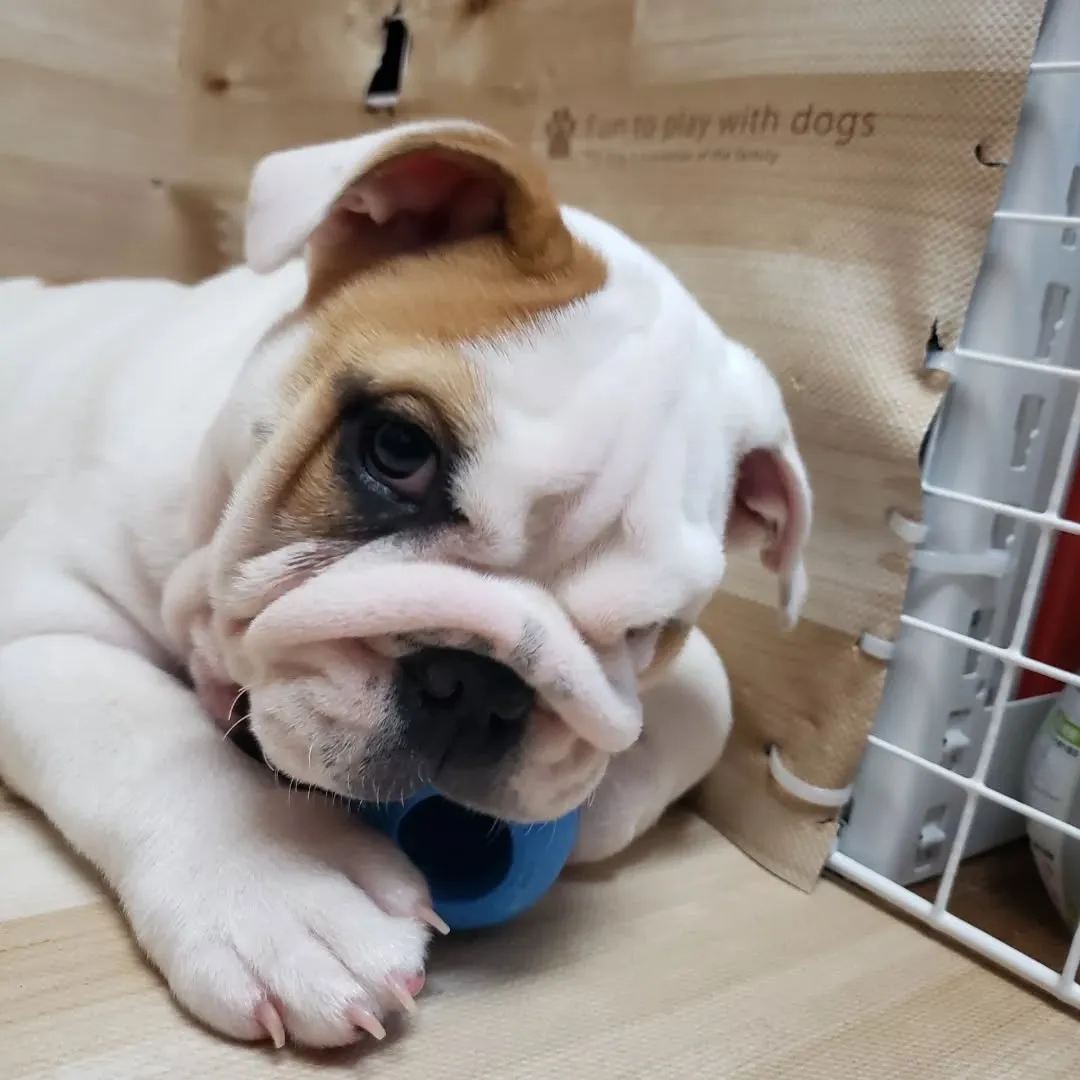 可愛いブルドッグのパピーのロッキー君♥️