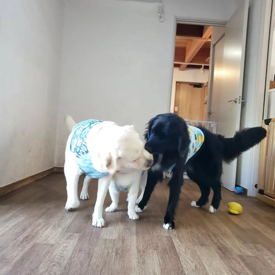 朝からプール入ってランで遊んでもお昼になると元気に遊ぶわんこ...