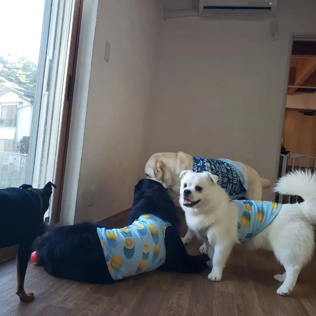 朝からプール入ってランで遊んでもお昼になると元気に遊ぶわんこ...