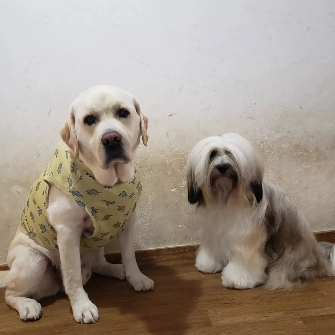 連日プールに入っているのでわんこさんを順番にシャンプーしてい...