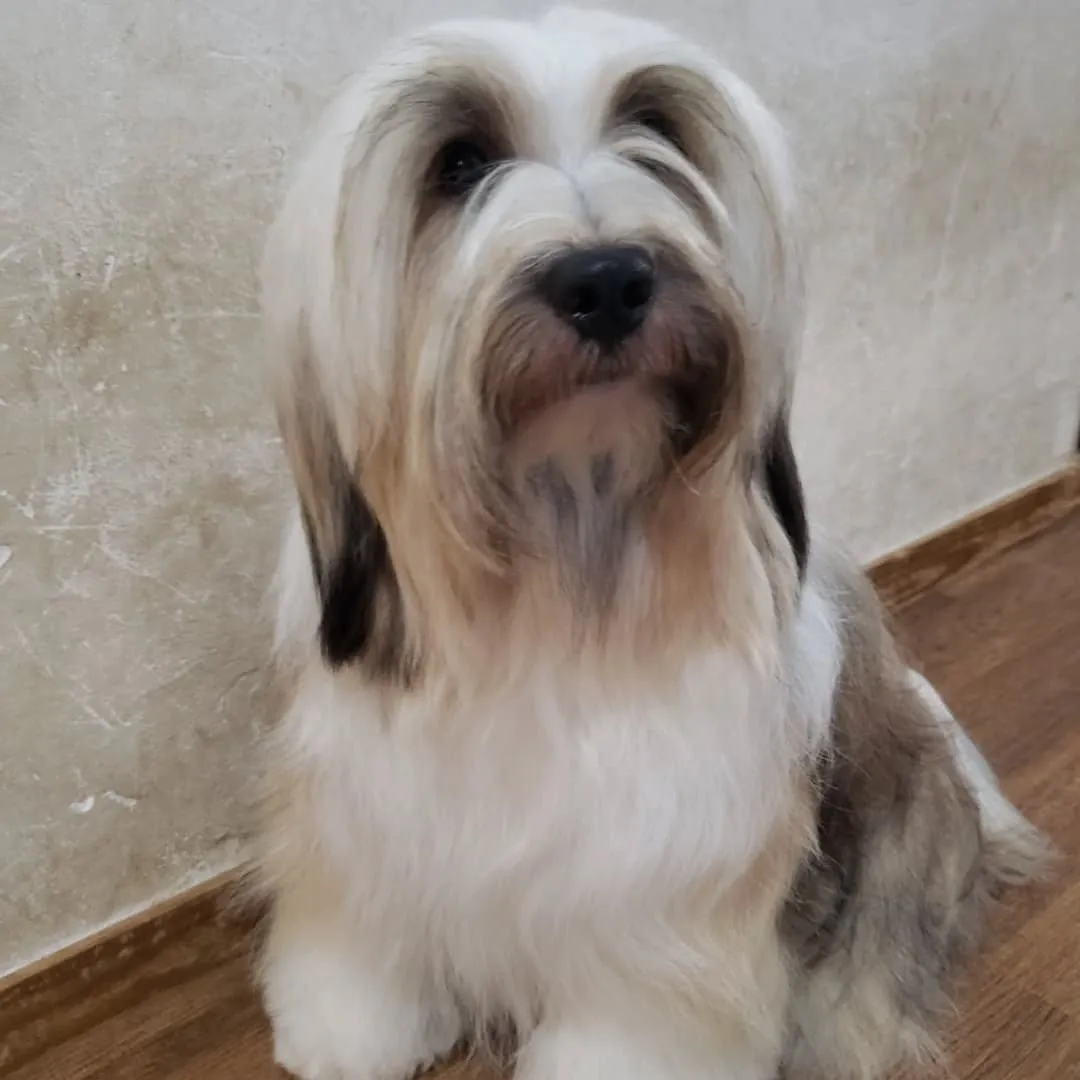 連日プールに入っているのでわんこさんを順番にシャンプーしてい...