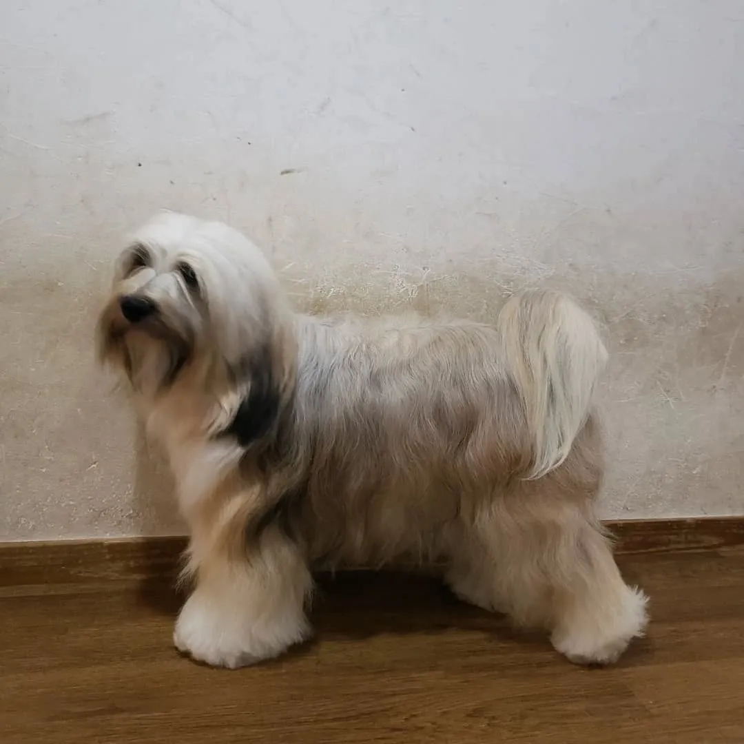 連日プールに入っているのでわんこさんを順番にシャンプーしてい...