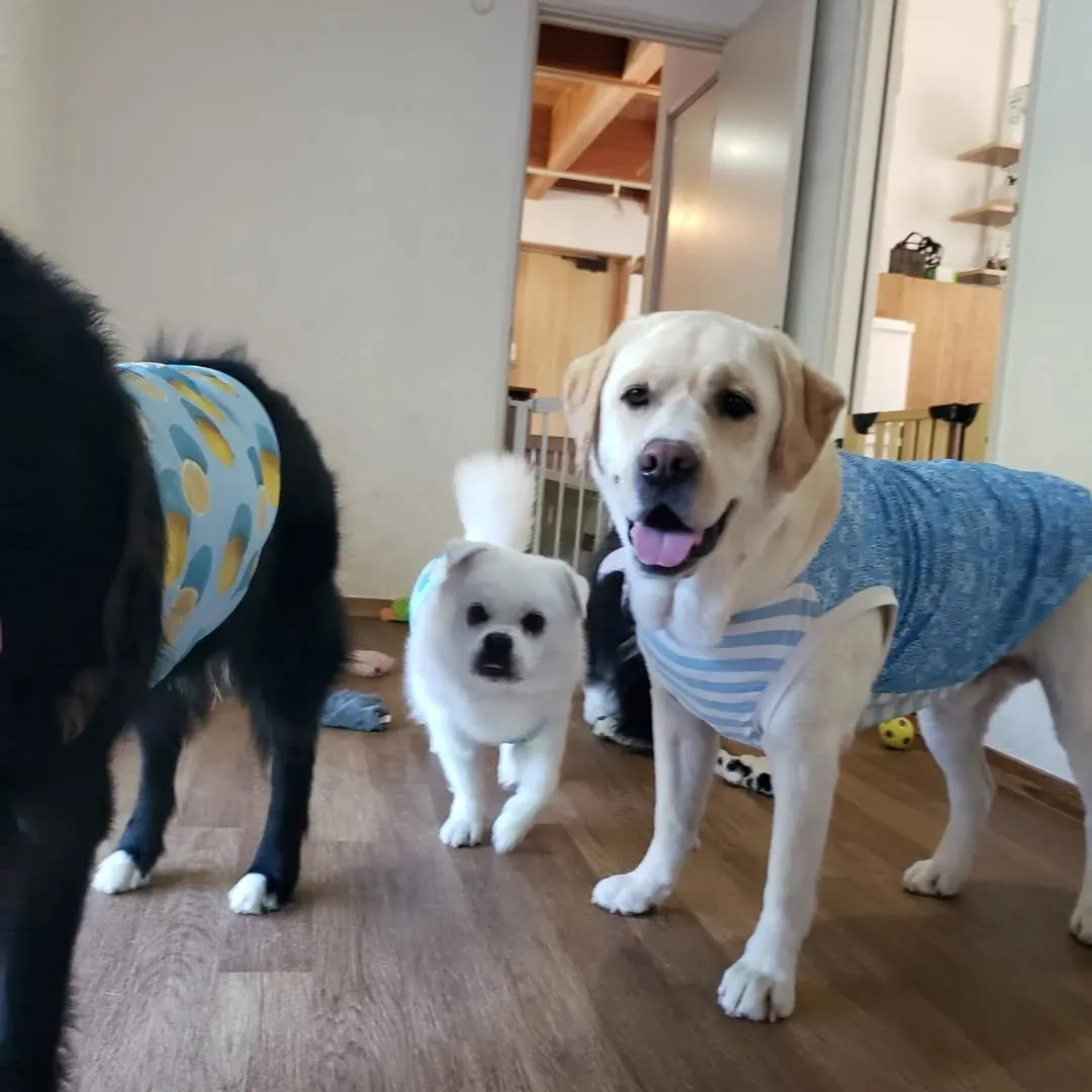 お部屋で楽しく遊ぶわんこさん♥️