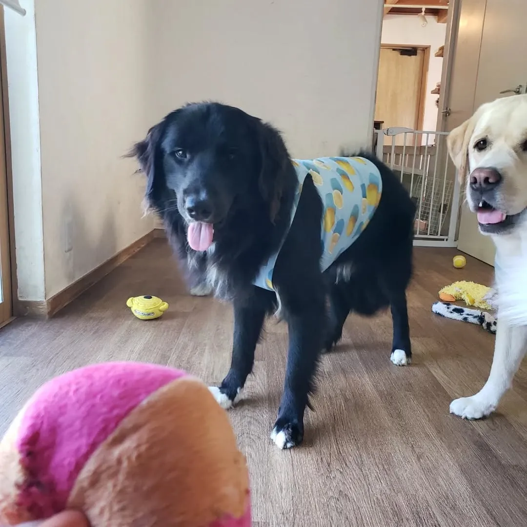 お部屋で楽しく遊ぶわんこさん♥️