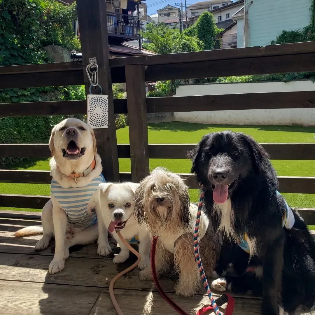 ベル君とグリ君はホームステイ最後の日🎵