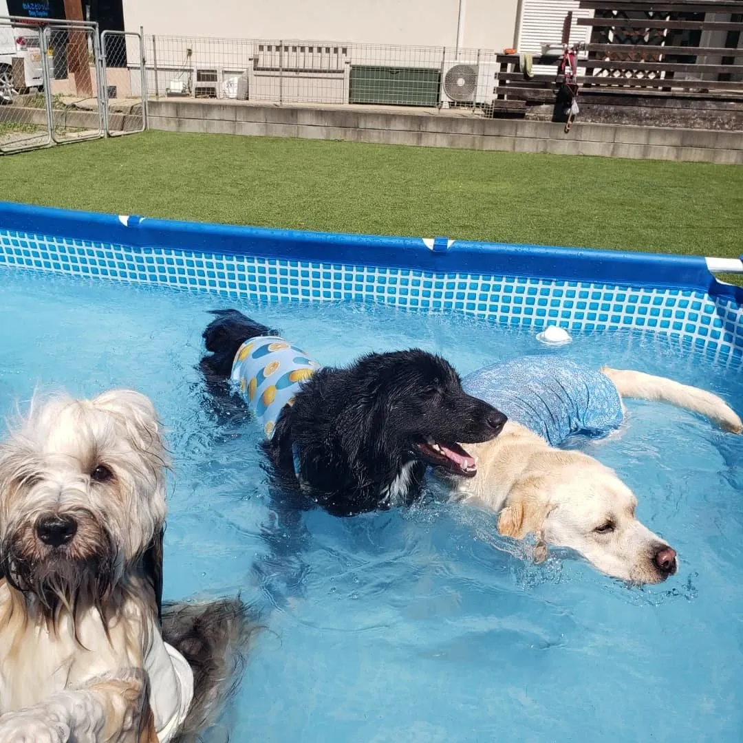 ベル君とグリ君はホームステイ最後の日🎵