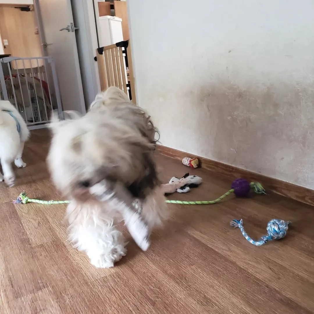 お昼はお部屋で遊ぶわんこさん♥️
