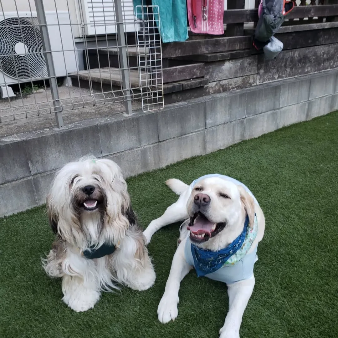 毎日プール入ってランで遊んでいるのでたまには夕方まではのんび...