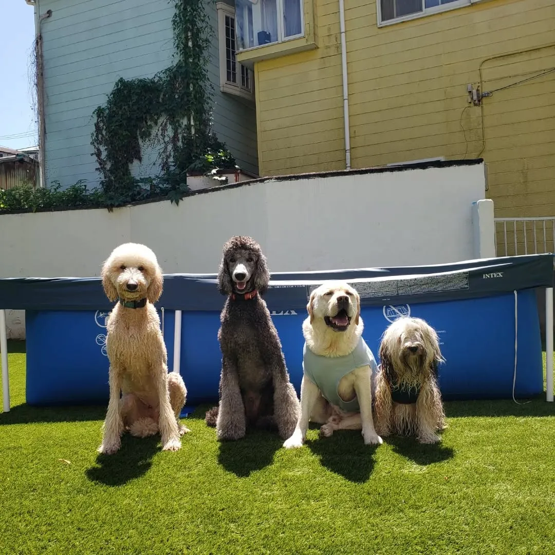 朝から元気に遊ぶわんこさん💓