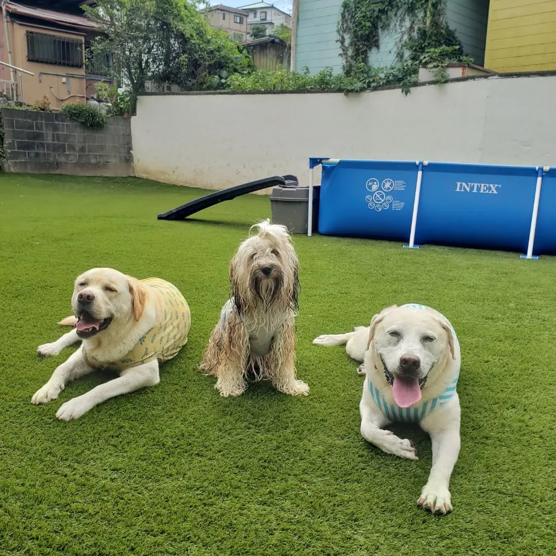 朝からプールで遊ぶわんこさん♥️