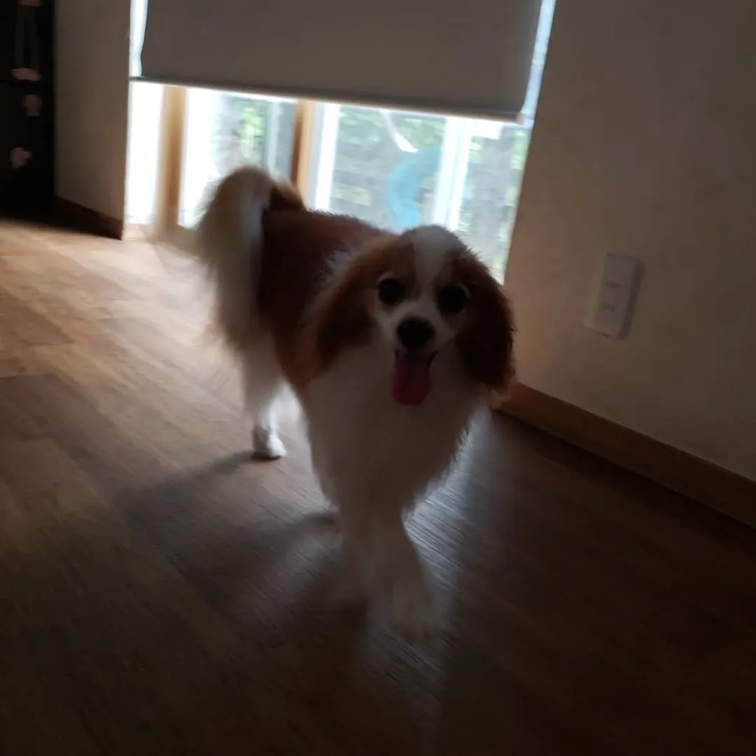 ホームステイに来てくれたみるくちゃん♥️