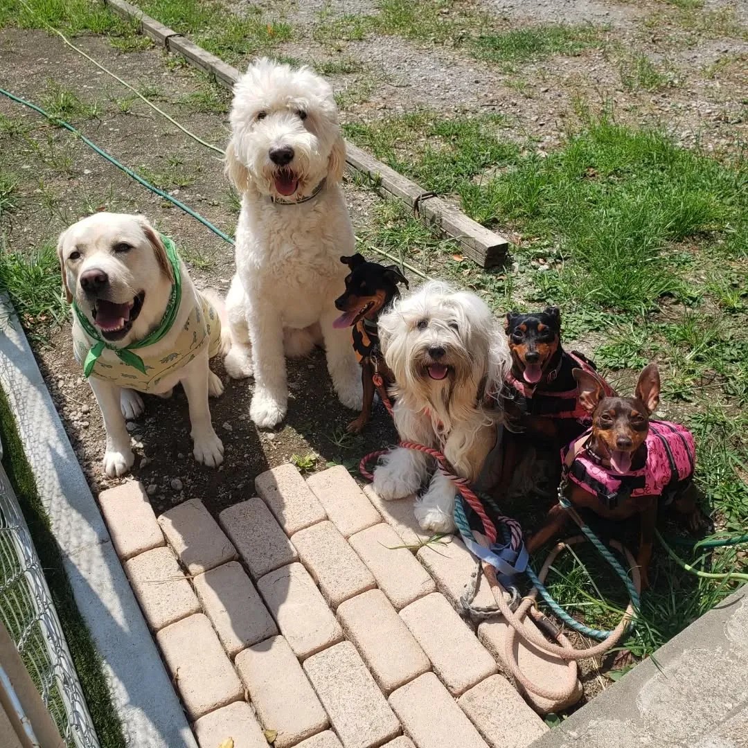 朝からプールとランで遊ぶわんこさん♥️