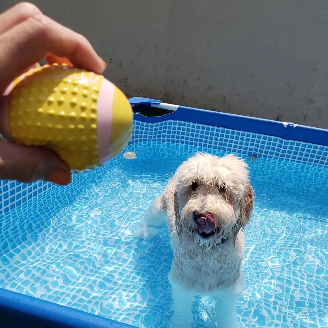暑いので何回もプールにはいるゼクス君とまーちゃん💓