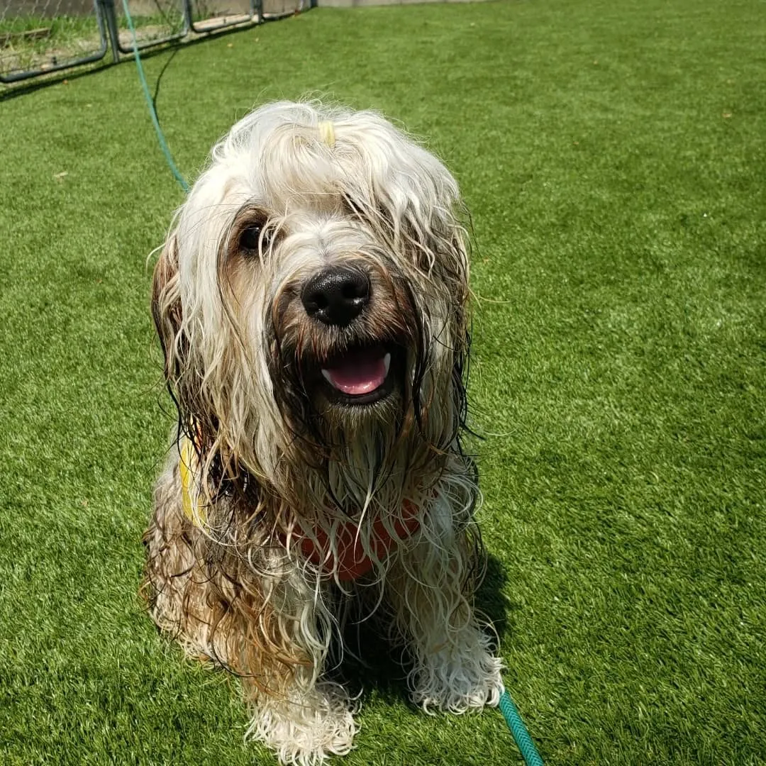 暑いので何回もプールにはいるゼクス君とまーちゃん💓