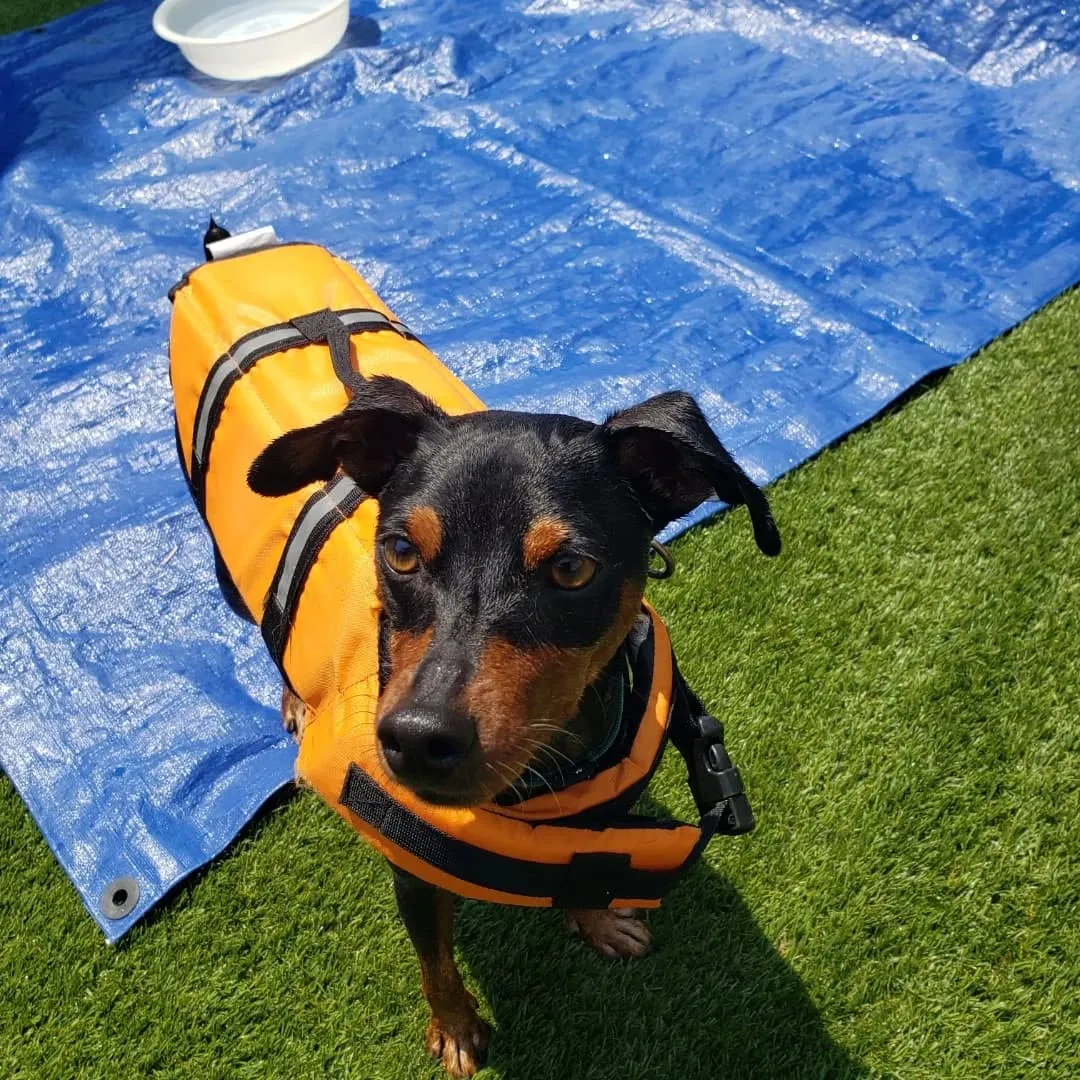 暑いので何回もプールにはいるゼクス君とまーちゃん💓