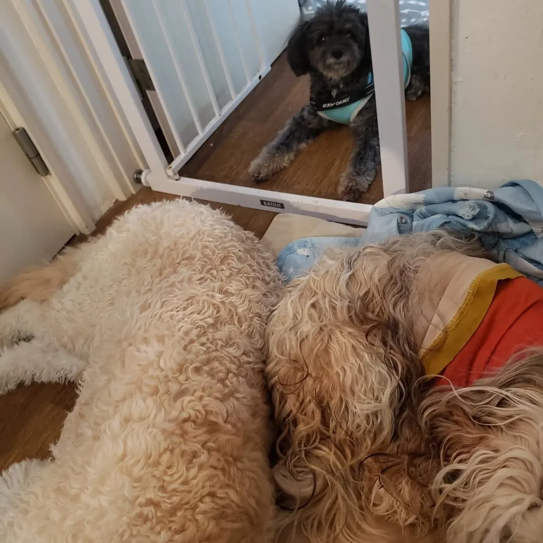 プール入ってランで遊んで爆睡してる3ぴき♥️